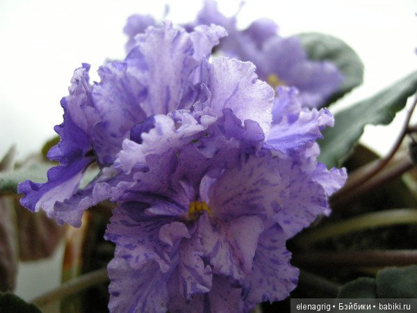 Мои цветы — Красивая природа и цветы: фото пейзажей