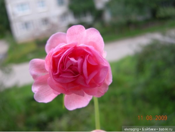 Мои цветы — Красивая природа и цветы: фото пейзажей