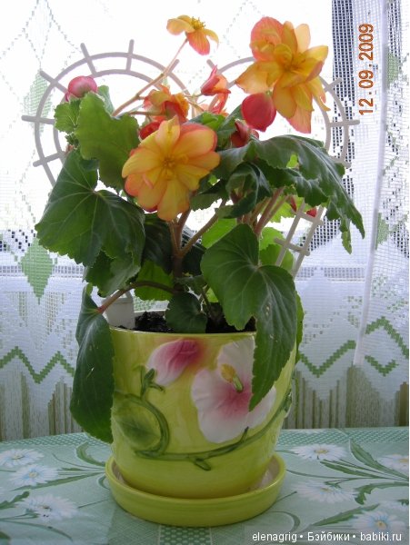 Мои цветы — Красивая природа и цветы: фото пейзажей