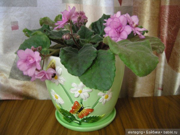 Мои цветы — Красивая природа и цветы: фото пейзажей