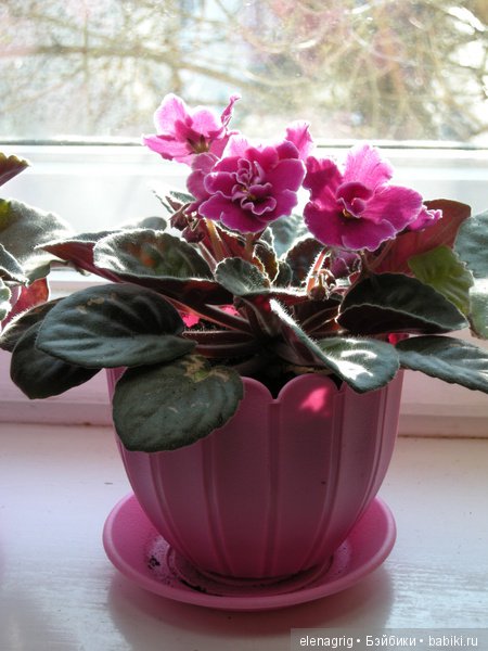 Мои цветы — Красивая природа и цветы: фото пейзажей