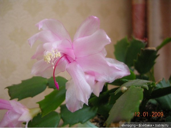 Мои цветы — Красивая природа и цветы: фото пейзажей