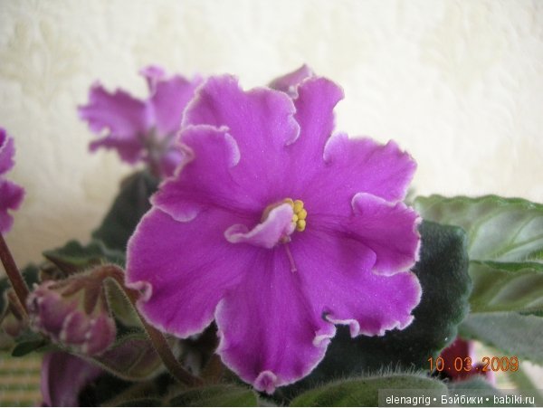 Мои цветы — Красивая природа и цветы: фото пейзажей