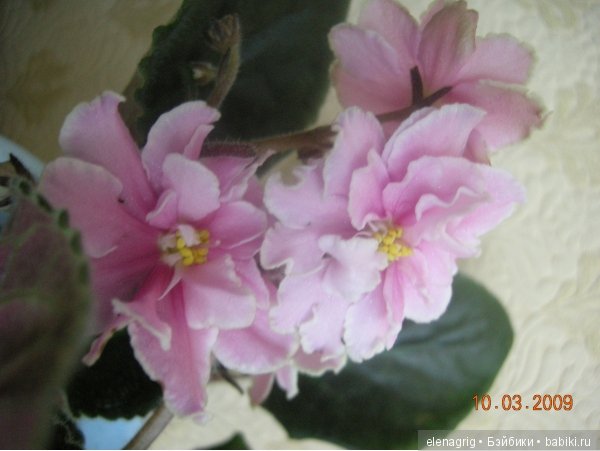 Мои цветы — Красивая природа и цветы: фото пейзажей