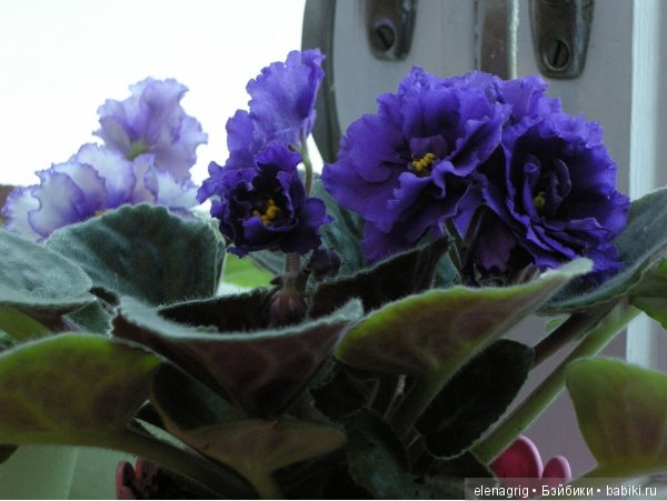 Мои цветы — Красивая природа и цветы: фото пейзажей