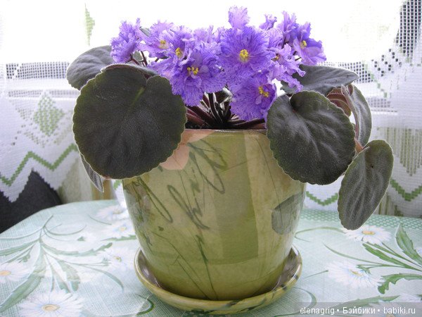 Мои цветы — Красивая природа и цветы: фото пейзажей