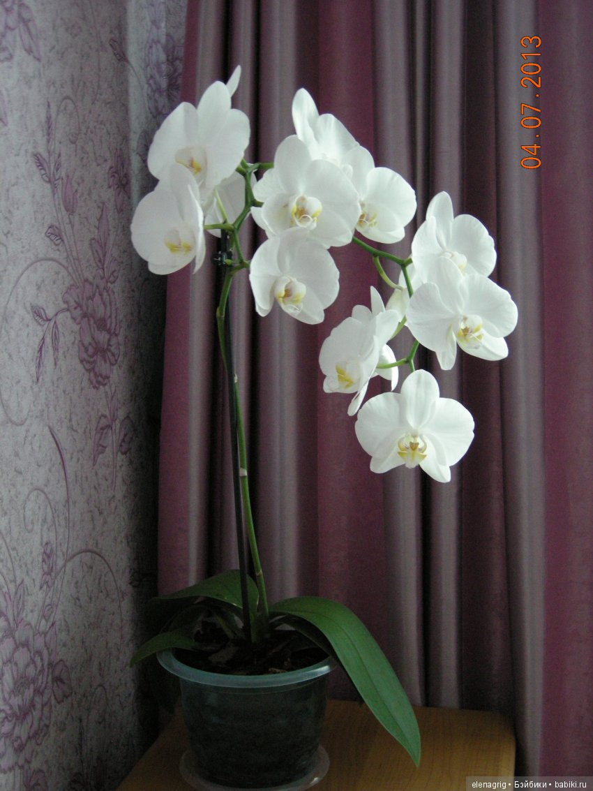 Мои цветы — Красивая природа и цветы: фото пейзажей