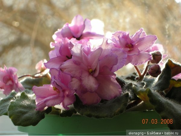 Мои цветы — Красивая природа и цветы: фото пейзажей (фото 6)