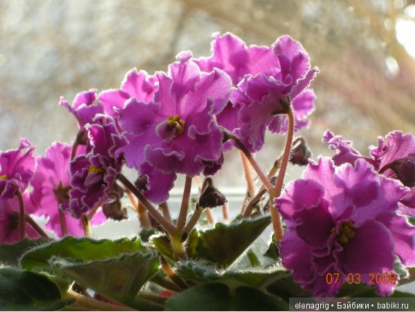 Мои цветы — Красивая природа и цветы: фото пейзажей (фото 4)