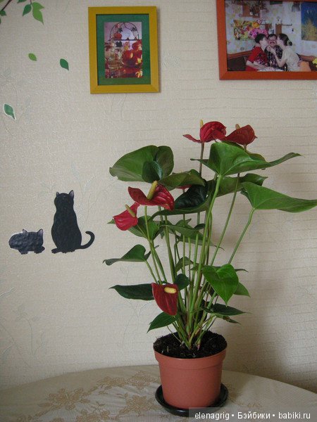 Мои цветы — Красивая природа и цветы: фото пейзажей