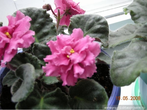 Мои цветы — Красивая природа и цветы: фото пейзажей (фото 10)