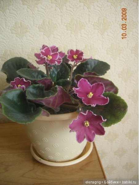 Мои цветы — Красивая природа и цветы: фото пейзажей