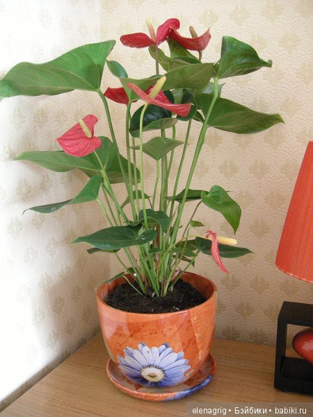 Мои цветы — Красивая природа и цветы: фото пейзажей