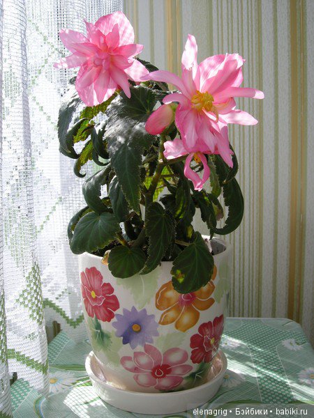 Мои цветы — Красивая природа и цветы: фото пейзажей