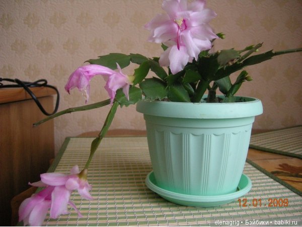 Мои цветы — Красивая природа и цветы: фото пейзажей