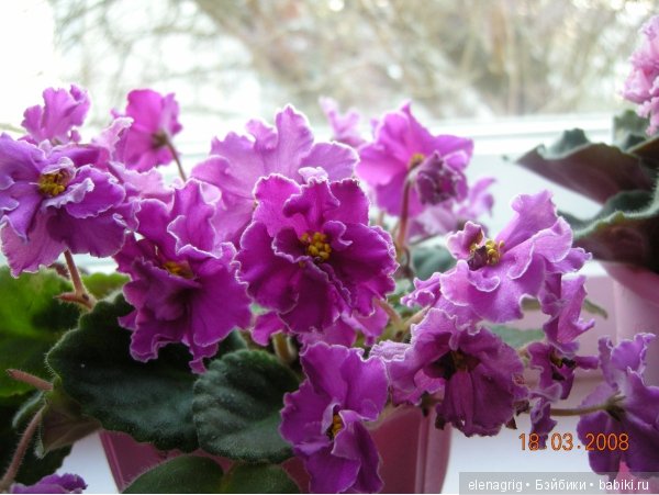 Мои цветы — Красивая природа и цветы: фото пейзажей (фото 7)