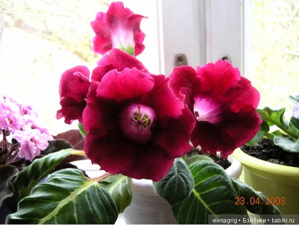 Мои цветы — Красивая природа и цветы: фото пейзажей