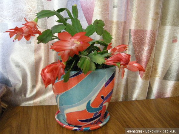 Мои цветы — Красивая природа и цветы: фото пейзажей