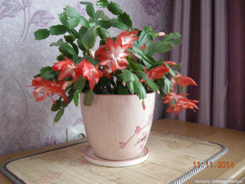 Мои цветы — Красивая природа и цветы: фото пейзажей