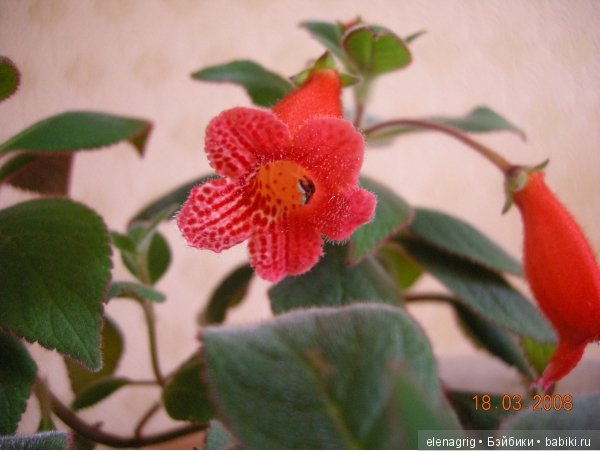 Мои цветы — Красивая природа и цветы: фото пейзажей