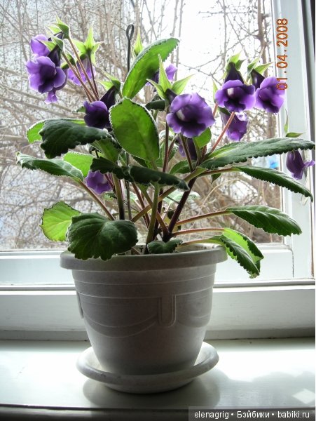 Мои цветы — Красивая природа и цветы: фото пейзажей