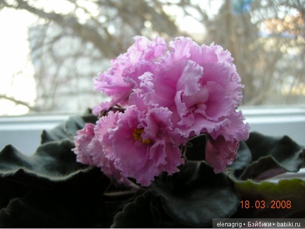 Мои цветы — Красивая природа и цветы: фото пейзажей (фото 8)