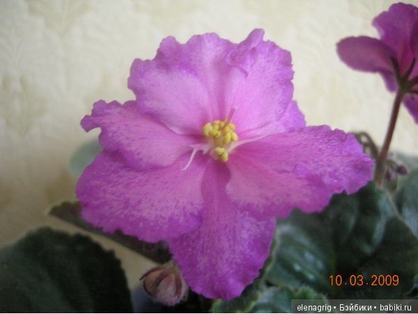 Мои цветы — Красивая природа и цветы: фото пейзажей