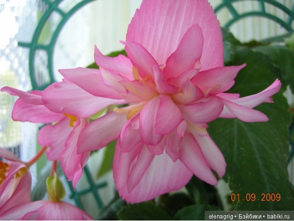 Мои цветы — Красивая природа и цветы: фото пейзажей