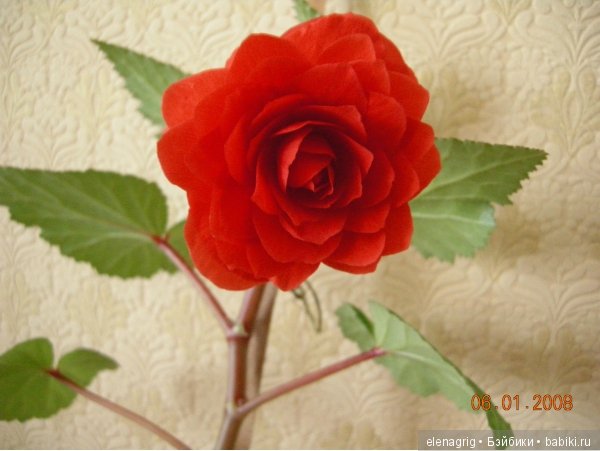 Мои цветы — Красивая природа и цветы: фото пейзажей