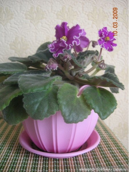 Мои цветы — Красивая природа и цветы: фото пейзажей