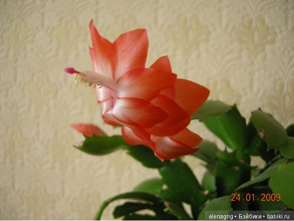 Мои цветы — Красивая природа и цветы: фото пейзажей