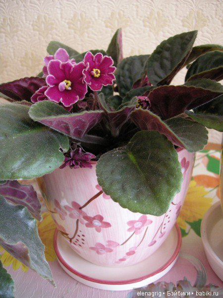 Мои цветы — Красивая природа и цветы: фото пейзажей