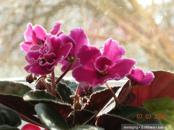 Мои цветы — Красивая природа и цветы: фото пейзажей (фото 3)