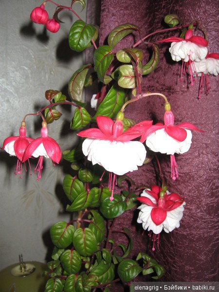 Мои цветы — Красивая природа и цветы: фото пейзажей