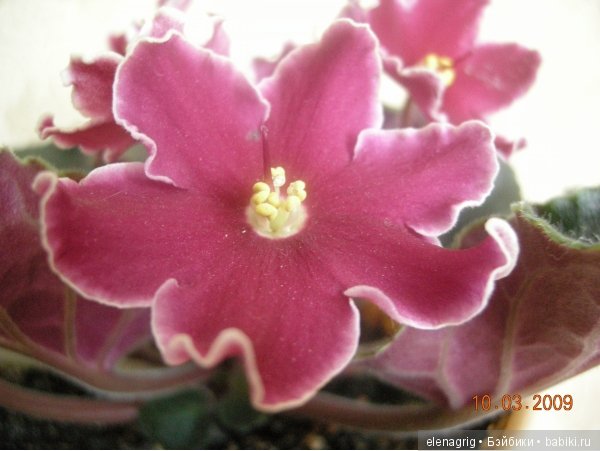 Мои цветы — Красивая природа и цветы: фото пейзажей