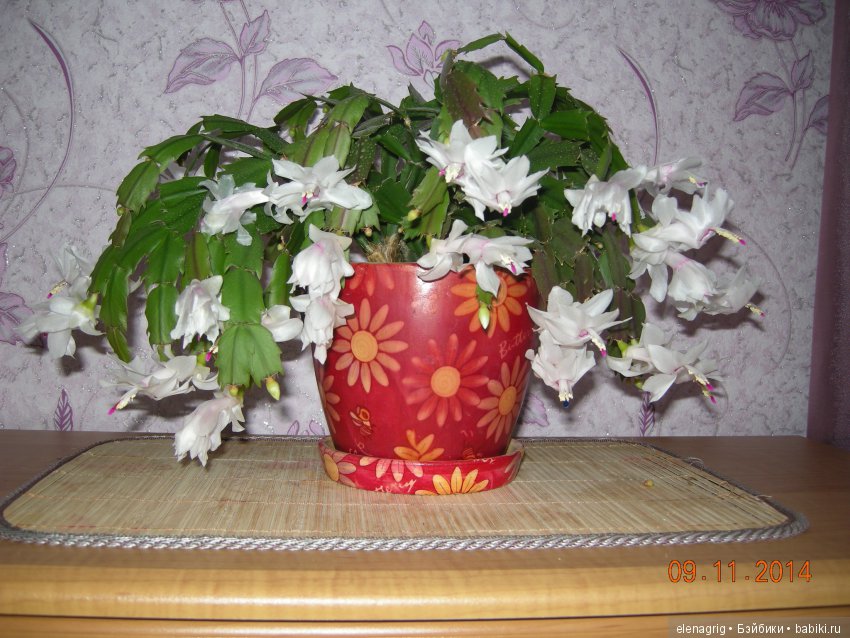 Мои цветы — Красивая природа и цветы: фото пейзажей