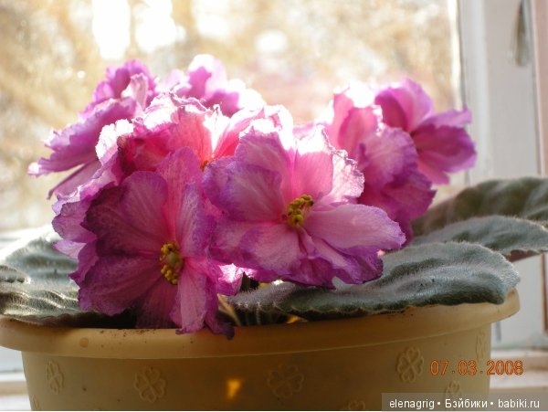 Мои цветы — Красивая природа и цветы: фото пейзажей (фото 5)