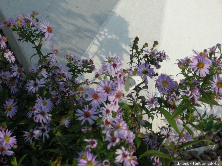 куклы Роберта Тоннера