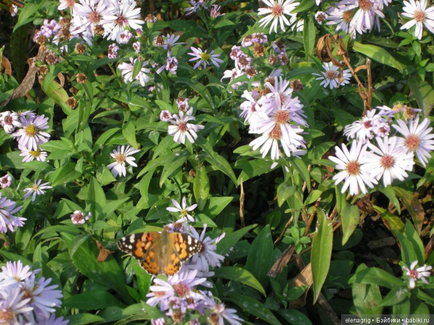 куклы Роберта Тоннера