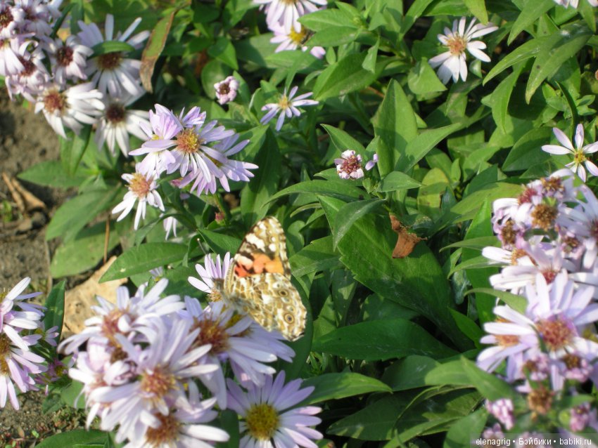 куклы Роберта Тоннера