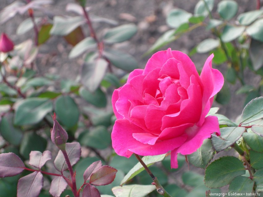 куклы Роберта Тоннера