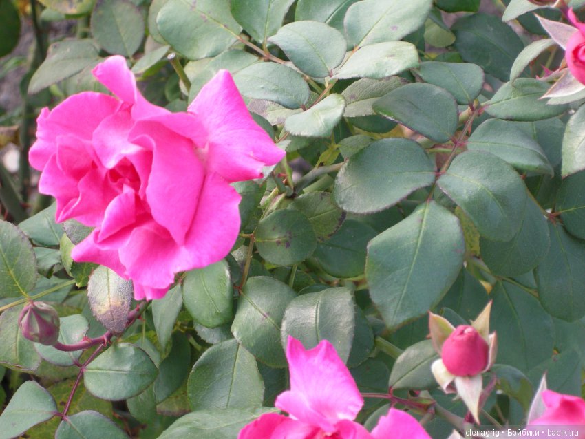 куклы Роберта Тоннера