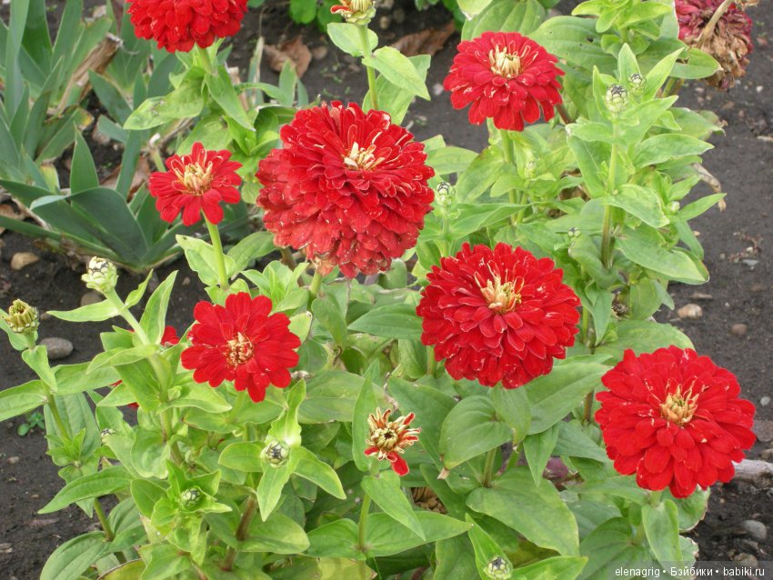 Коллекционные куклы Sonja Hartmann, Kidz'n'Cats