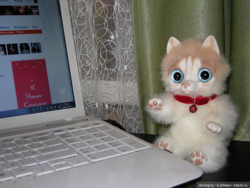 Из жизни плюшечек. У нас появился четвероногий друг (фото 6)