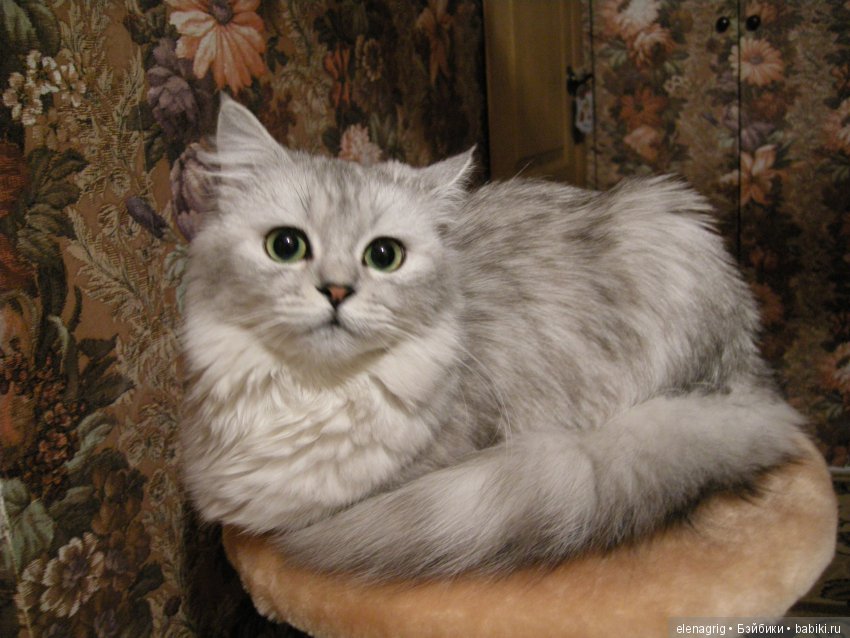 Кошки в нашем доме — В мире животных: смешные фото питомцев и зверей