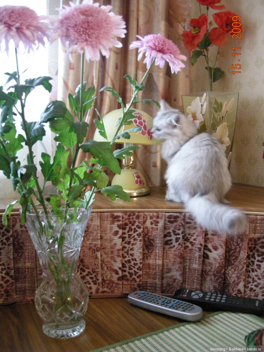 Кошки в нашем доме — В мире животных: смешные фото питомцев и зверей