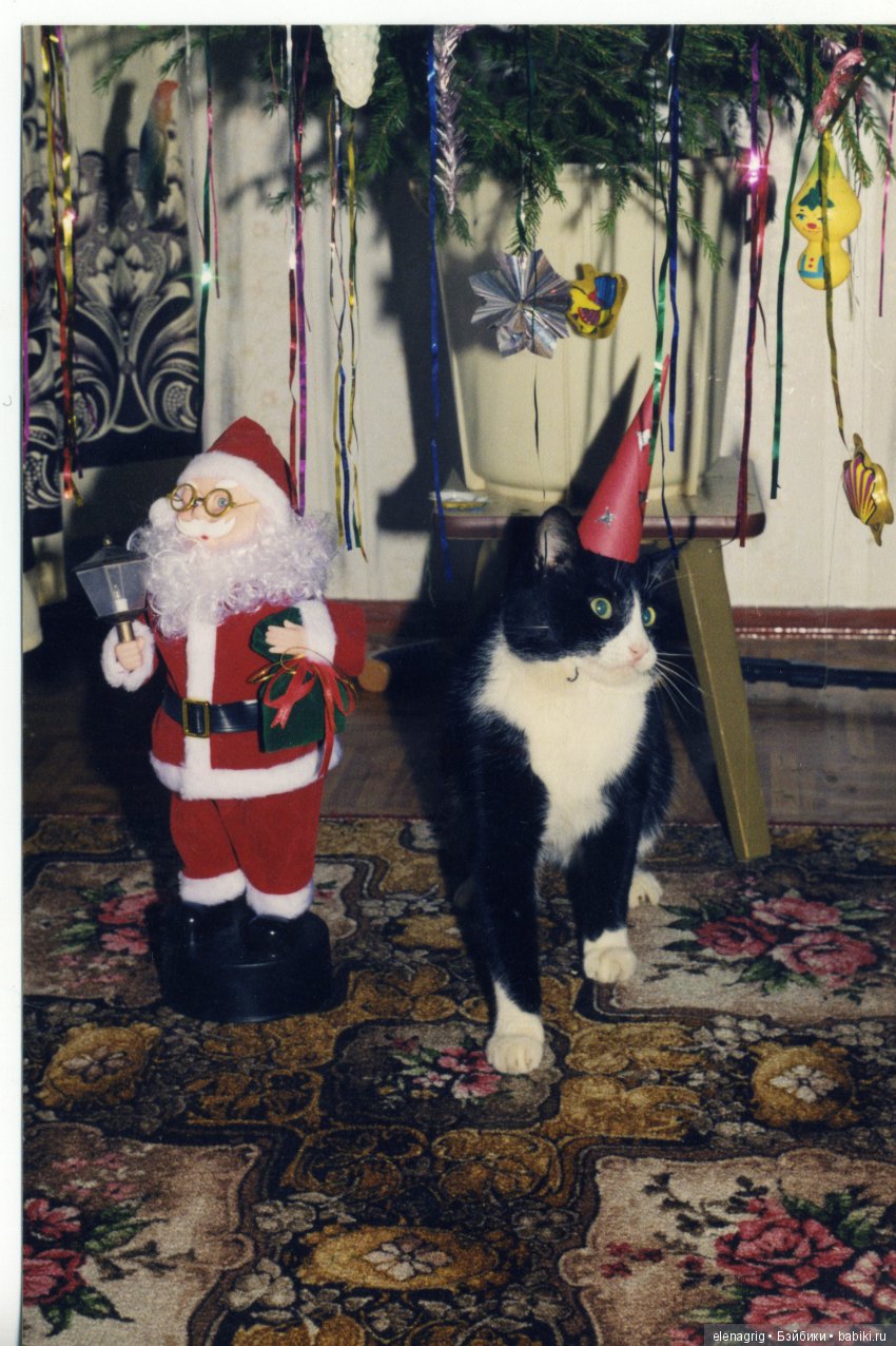 Кошки в нашем доме — В мире животных: смешные фото питомцев и зверей (фото 6)