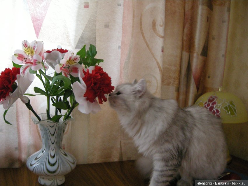 Кошки в нашем доме — В мире животных: смешные фото питомцев и зверей