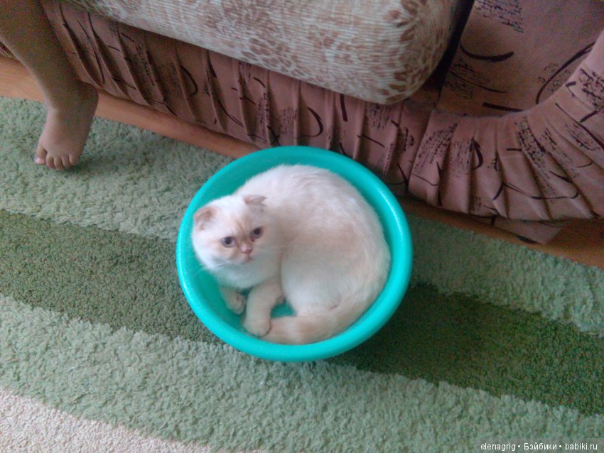 Кошки в нашем доме — В мире животных: смешные фото питомцев и зверей