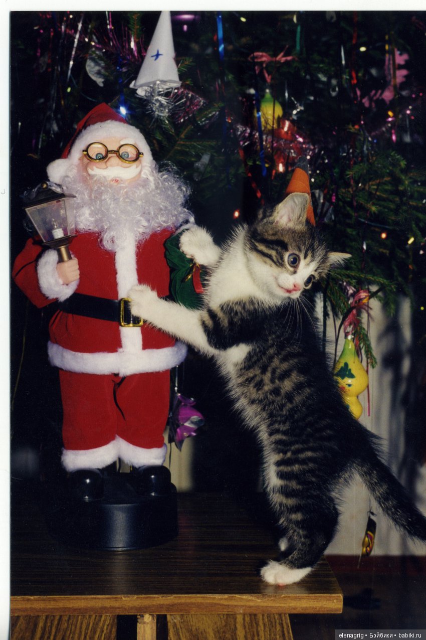 Кошки в нашем доме — В мире животных: смешные фото питомцев и зверей (фото 5)